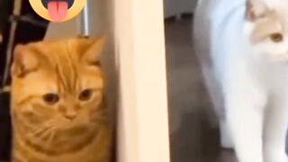 Tiny Cats Adorable Prank on His Friend