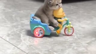 Cutest Little Biker Cat Ever