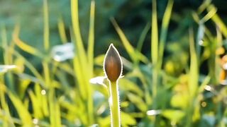Sunflower Transformation Growth from Seed to Stunning Bloom