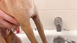 Dog hates getting his nails clipped