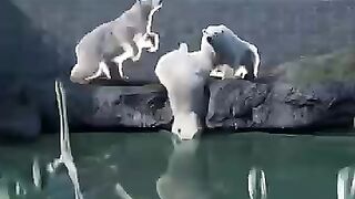 She Jumped Into A Polar Bear Cage