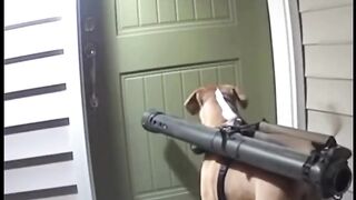 The dog and his gun