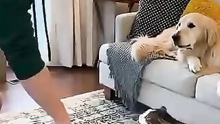 Cat blamed, dog confused  whos telling the truth