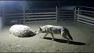 When the Lord said be wise as serpents, this dog took it personally