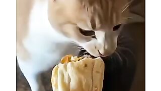 Bro really liked the first taste test