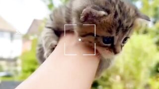 adorable cat
