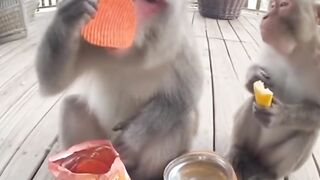 Tingkah lucu hewan  kepedesan