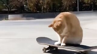 This cat is a skateboard trainerThis cat is a skateboard trainer