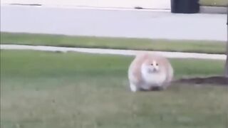 Fat Cat