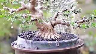 Seni bonsai indonezia