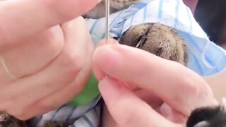 Kucing lucu