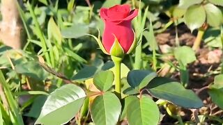Blooming of a Red Rose