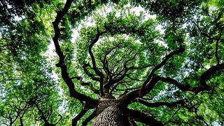 Whats so great about taking a picture of just a tree?