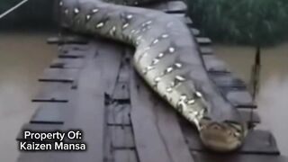 Snake Explorer Part 1
