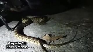Snake Explorer Part 2