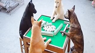 Confusing Dog Behaviors sora2