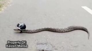 Snake Explorer Part 3
