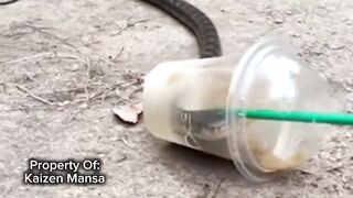 Snake Explorer Part 4