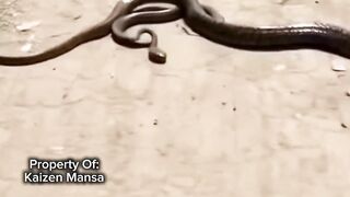 Snake Explorer Part 5