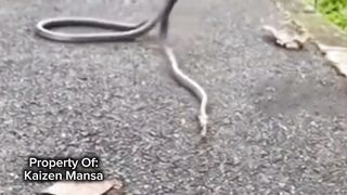 Snake Explorer Part 6