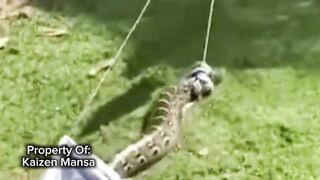 Snake Explorer Part 7