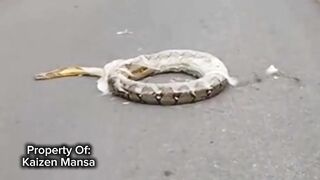 Snake Explorer Part 10