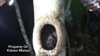 Snake Explorer Part 11
