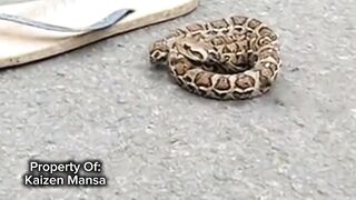 Snake Explorer Part 14