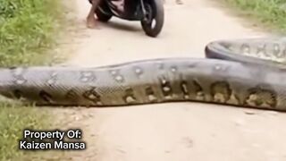 Snake Explorer Part 15