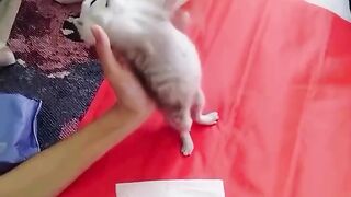 Random Cats Funny