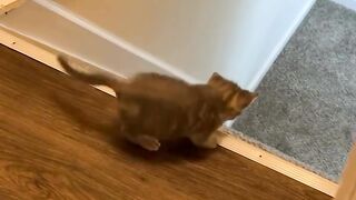 Random Cats Funny