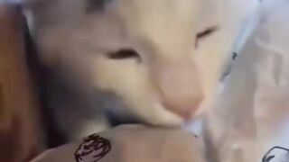 Random Cats Funny