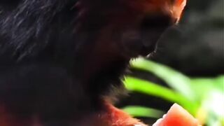 Gold-Headed Lion Tamarin (Leontopithecus chrysomelas) Facts