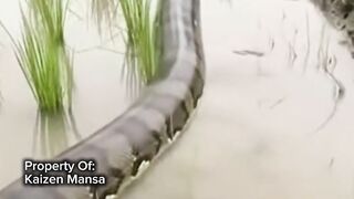 Snake Explorer Part 21
