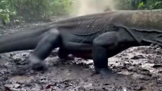 Baboon vs Komodo Dragon Showdown wildinstinct junglewar beastclash