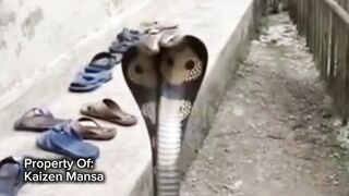 Snake Explorer Part 26