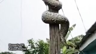 Snake Explorer Part 27