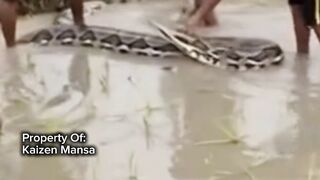 Snake Explorer Part 31