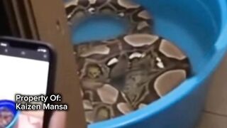 Snake Explorer Part 32