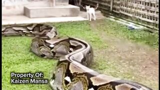 Snake Explorer Part 34