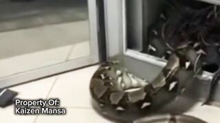 Snake Explorer Part 38