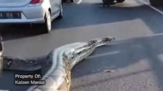 Snake Explorer Part 39