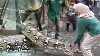 Snake Explorer Part 40