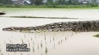 Snake Explorer Part 41