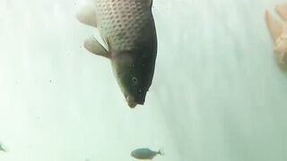 Tilapia fish vs piranha fish
