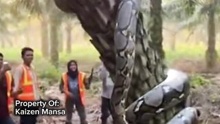 Snake Explorer Part 43