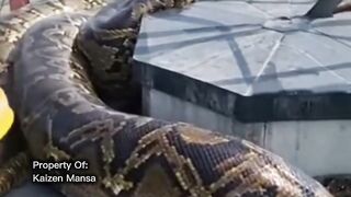 Snake Explorer Part 45