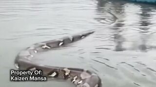 Snake Explorer Part 47