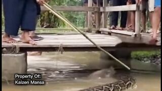 Snake Explorer Part 48