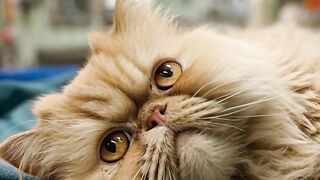 She Just Had Surgery. Still Fighting to Live  Persian Cat Recovery Story